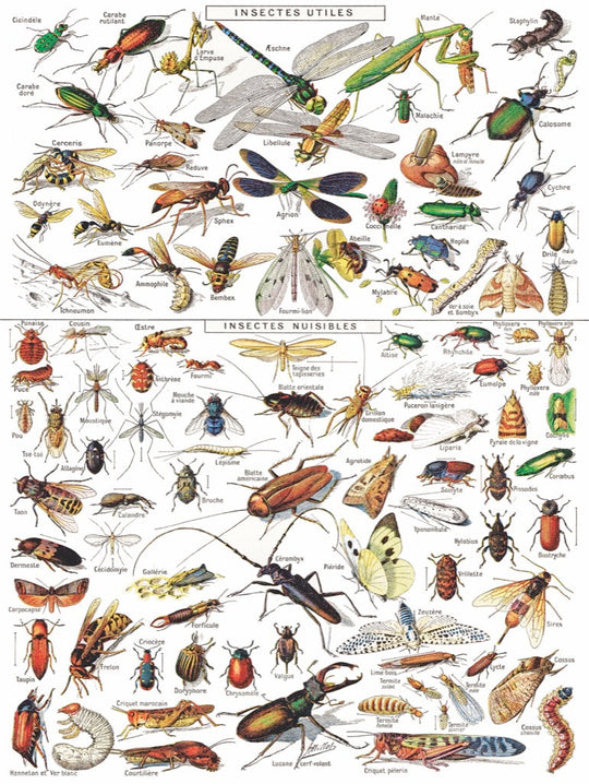 Insects - Insectes