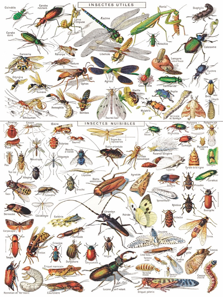 Everything Insect Images Of All Insects Bugs, Insects, And Arachnids Placemat